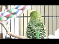 disco the parakeet says