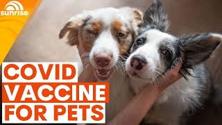 New calls for pets to get vaccinated against COVID-19 | Sunrise