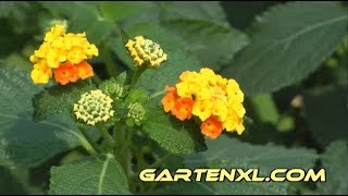 Wandelröschen umtopfen: in Kübel / Topf auf Terrasse / Balkon anpflanzen