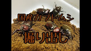 国産カブトムシ羽化！掘り出し！