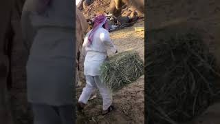 شوف وش سوى البعير يوم اخذ الراعي العلف  😲💔🐪