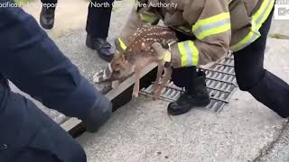 Deer rescue reverse