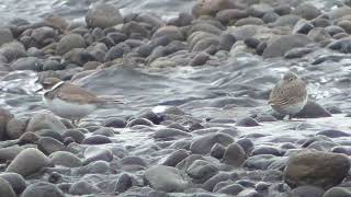 I0146　大分川　イカルチドリ、ハマシギ、セグロセキレイ、 Oita River　Long-Billed Plover, 　Dunlin, 　Japanese wagtail,