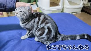 たまにパパと戯れるんです♪　アメリカンショートヘア「さん」　ねこずちゃんねる742 #猫 #ねこ #cat #アメショ