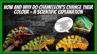 How And Why Chameleon’s Change Colour - A Scientific Explanation