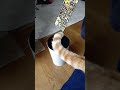 ゆらゆら尻尾　 shorts cat cattail 猫 猫動画 ねこ 猫のいる暮らし