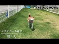 柴犬　龍くん【shiba dog】