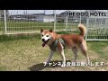 柴犬　龍くん【shiba dog】