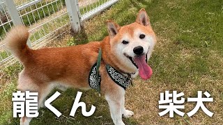 柴犬　龍くん【Shiba Dog】