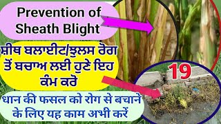 Prevention of fungal disease in Rice Crop (ਝੋਨੇ ਨੂੰ ਬਿਮਾਰੀ ਤੋਂ ਬਚਾਉਣ ਲਈ ਹੁਣੇ ਇਹ ਕੰਮ ਕਰੋ)