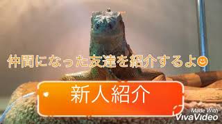 新しい仲間の紹介動画