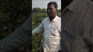 #Farmer Experiences with Veda Platinum BG II #Cotton Seeds 💯 | Veda Farmers Story Board ✅