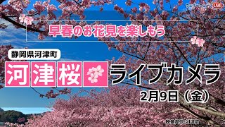 河津桜ライブカメラ／「静岡県河津町」ライブカメラより　2024年2月9日（金）①