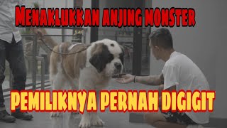 MENAKLUKKAN ANJING MONSTER ‼️ PEMILIKNYA PERNAH DIGIGIT