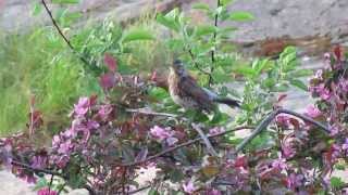 Fieldfare perching in the bush, vocalizing