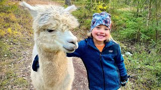 Fluffy Adventure - we stay at an Alpaca farm VLOG