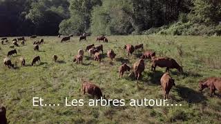 Des vaches en pâturage tournant en fin d'été, différence de parcelles