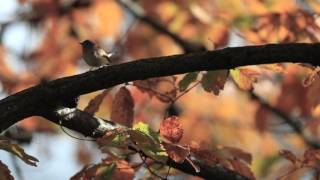 ニシオジロビタキ ( Red-breasted Flycatcher )