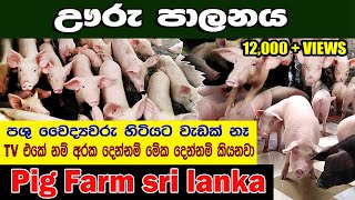 ඌරූ පාලනය | pig farm | How to Start a Pig Farm | full information of  pig farming | lakshitha vlogs