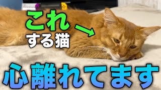 【完全版】猫が泣くほど悲しい時にする仕草や行動12選