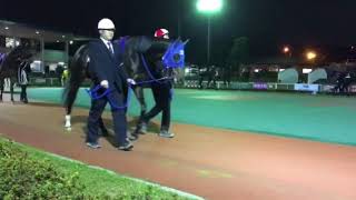 2016.11.30 大井🐎11R 第8回 勝島王冠 パドック