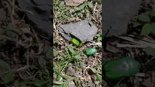 Struggling Scarab Beetles (Trigonophorus dilutus) are attacked by ants 被螞蟻圍攻的小台灣扇角金龜