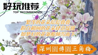 美到失語！深圳園博園三角梅已上線綻放，一鍵開啟夢幻賞花之旅