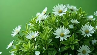 white flowers plant green screen video | flower background video effects hd