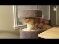 try not to laugh funny cat video compilation 2017