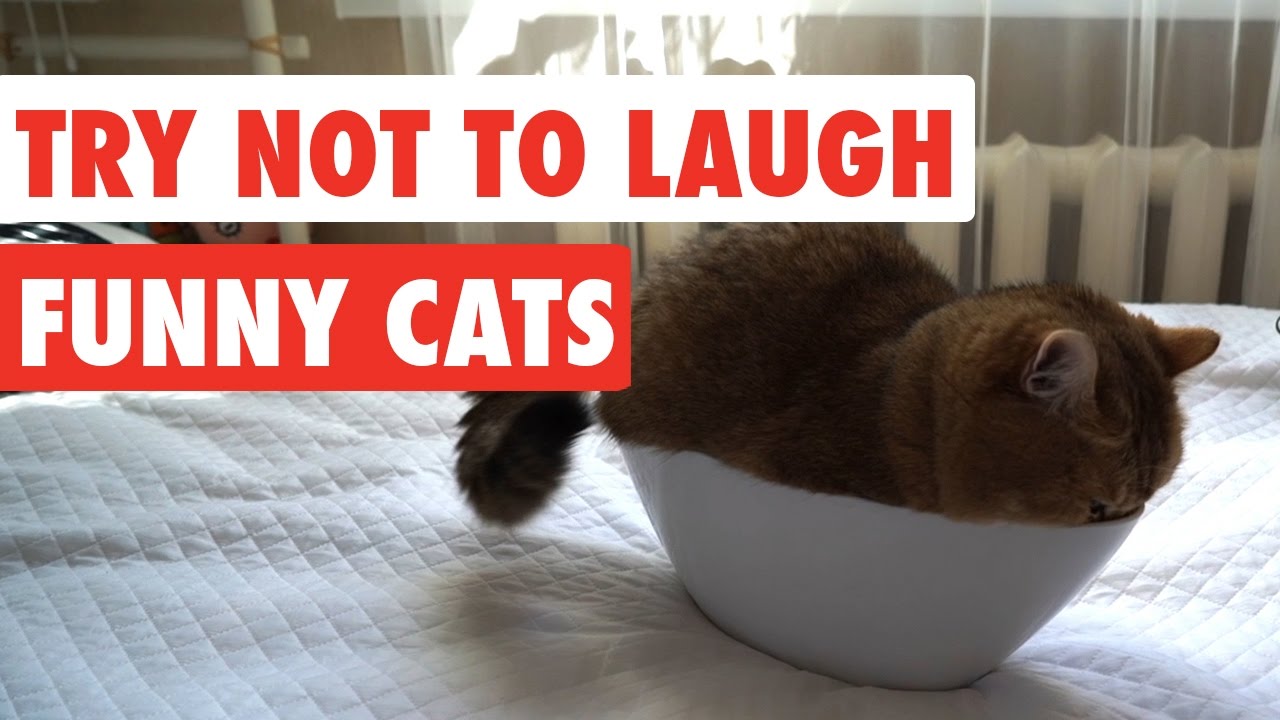 Try Not To Laugh | Funny Cat Video Compilation 2017 - YouTube