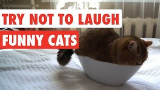Try Not To Laugh | Funny Cat Video Compilation 2017