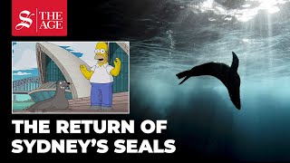 The return of Sydney's seals