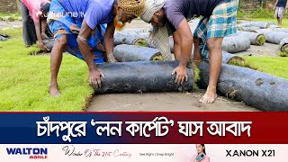 চাঁদপুরে বাড়ছে ঘাস আবাদ- উৎপাদন খরচ কম, লাভ বেশি | Chandpur Grass Cultivation | Jamuna TV