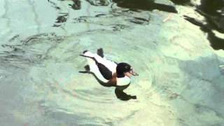 臺北市立動物園_鳥園區_花鳧Common Shelduck_02