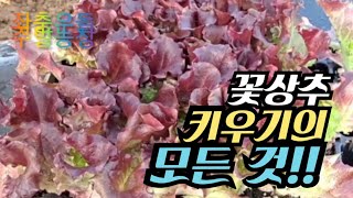 쌈채소1) 꽃상추 모종 정식하고 상추에 대해서 알아본다! 3/31