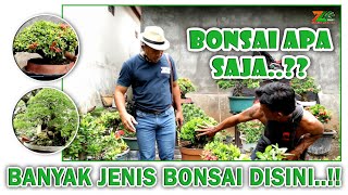 BANYAK JENIS BONSAI DITEMUKAN DISINI...!!!!