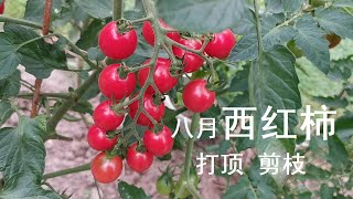 自得其乐 种菜 16. 八月西红柿打顶剪枝