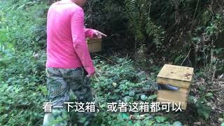 大山深处里面养的蜜蜂，没有任何人工干预的度夏，还可以收获蜂蜜