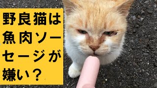 野良猫は魚肉ソーセージが嫌い？