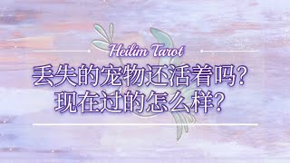 HeiLim 塔羅占卜 | 丟失的寵物還活著嗎？/現在過得怎麼樣？/Timeless pick a card.