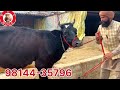 1 ਤੋਕੜ ਗੱਬਣ 1 ਤਾਜੀ ਸੂਈ 3 ਗੱਬਣ ਵਹਿੜਾ ਵਿਕਾਊ 5 cow for sale 20 2 2025 brardairyfarmmoga