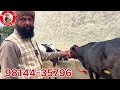 1 ਤੋਕੜ ਗੱਬਣ 1 ਤਾਜੀ ਸੂਈ 3 ਗੱਬਣ ਵਹਿੜਾ ਵਿਕਾਊ 5 cow for sale 20 2 2025 brardairyfarmmoga