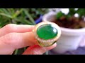 gem gardener type a jade men s ring 22k daylight