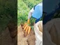 Carrot Harvest Fresh From Farm #satisfying #short