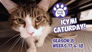 ICYMI Caturday! Lucky Ferals Season 8 Weeks 17 \u0026 18 - Cat Vlog