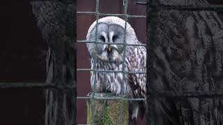 GREAT GREY OWL