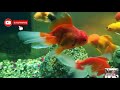 Cuidados del pez Goldfish 🐠💧 Acuarios para peces de agua fría 🎥 VIDEO FICHA TÉCNICA