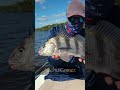 reel intense fly fishing riff island camping 2023 everglades tarpon on fly