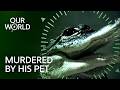 The Dark Side of Exotic Pet Ownership | Fatal Attractions