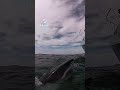 great white shark spy hopping to see people on the boat